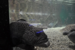 dsc_0205_24997441978_o