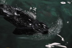 dsc_0209_24997440978_o