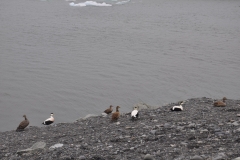 2018-iceland-faroe-islands_29144449338_o