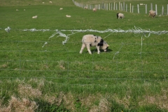 2018-iceland-faroe-islands_29144456198_o