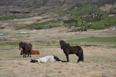 2018-iceland-faroe-islands_42966717342_o