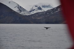 2018-iceland_41187156390_o